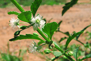 <i>Scoparia dulcis</i> species of plant