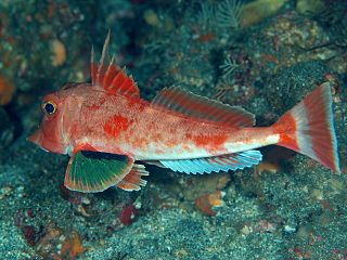 <i>Lepidotrigla guentheri</i> Species of fish