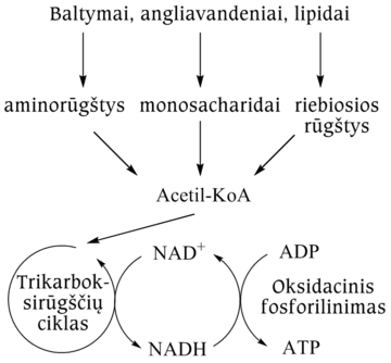 File:Katabolizmas schema.png