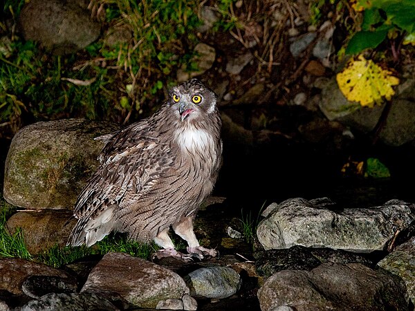 Blakiston's fish owls are amongst the most aquatically-based owls in the world.