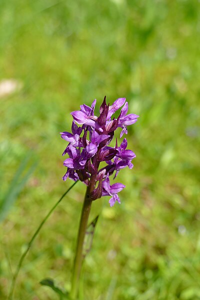 File:Knabenkraut (Dactylorhiza) in Bavaria.jpg