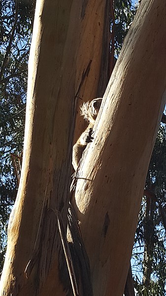File:Koala resting in eucalyptus.jpg