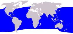 Distribución del cachalote pigmeo