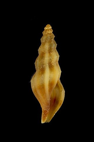 <i>Kurtziella antiochroa</i> Species of gastropod