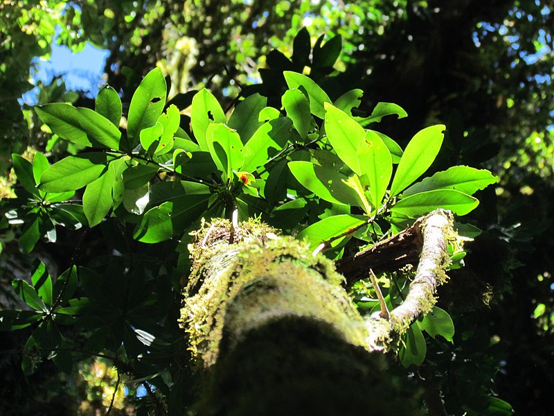 File:La Amistad Panama Biosphere Reserve - Parque Nacional Volcan Baru (a core zone) 34.JPG