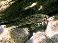 Labrus viridis Donoussa.JPG