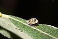 Lady Beetle Pupa (2761430047).jpg
