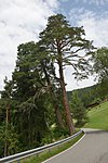 Lajen two red pines below Rabans St. Peter.jpg