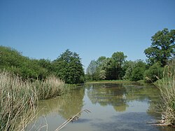 Danau di Hutan Mill Cagar alam - geograph.org.inggris - 1271738.jpg