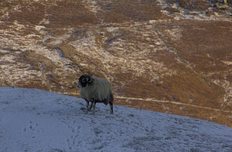 File:Lakes - adventure sheep (5626846311).jpg