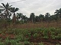 Landscape in imo owerri Nigeria.jpg