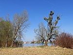 Landschaftsschutzgebiet Schweriner Innensee und Ziegelaußensee im Vogelschutzgebiet Schweriner Seen.jpg