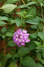 Lantana montevidensis üçün miniatür