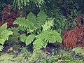 Dryopteris azorica