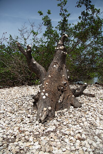 File:Le baobab nain 02.jpg