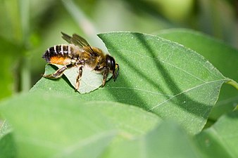 Megachile centuncularis o troc'hañ un delienn