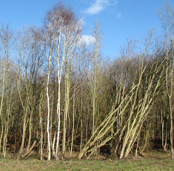 File:Leaning trees on the edge of a wood beside Spur Lane - geograph.org.uk - 5306079.jpg