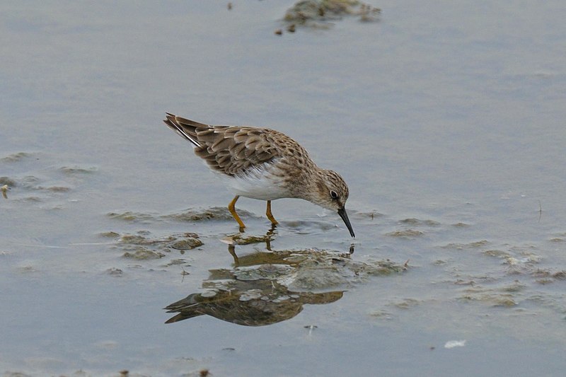 File:Least Sandpiper Don Edwards WR 3.jpg