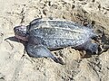 Leatherback sea turtle on the beach Tinglar (5839996429).jpg