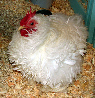 <span class="mw-page-title-main">Frizzle (chicken plumage)</span>