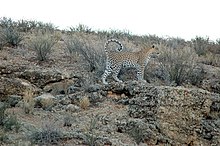 La prole di un leopardo si riduce spesso in natura a un unico piccolo.