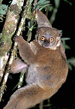 Thumbnail for Small-toothed sportive lemur