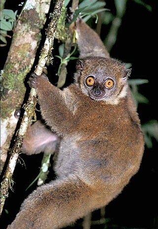 <span class="mw-page-title-main">Small-toothed sportive lemur</span> Species of primate from Madagascar