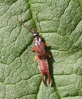 <i>Labia minor</i> species of insect