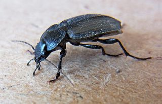 <i>Licinus</i> (beetle) Genus of beetles