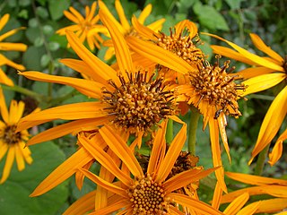 <i>Ligularia dentata</i>