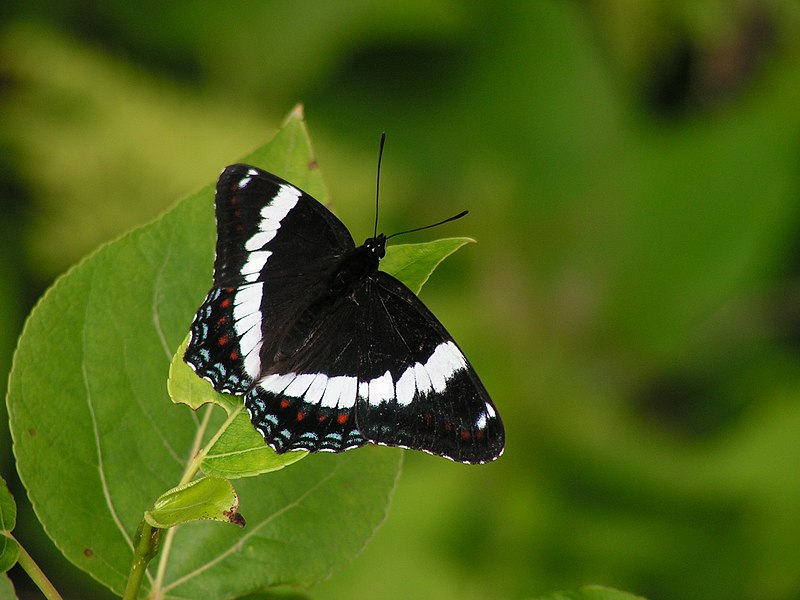 File:Limenitis arthemis, Québec (Matthieu Gauvain).JPG