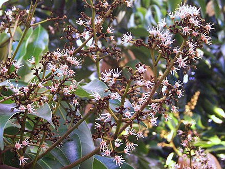 L. chinensis flowers