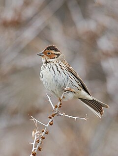 Mažoji starta (Emberiza pusilla)