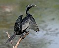 Little Cormorant (Phalacrocorax niger) in Hyderabad W IMG 8389.jpg