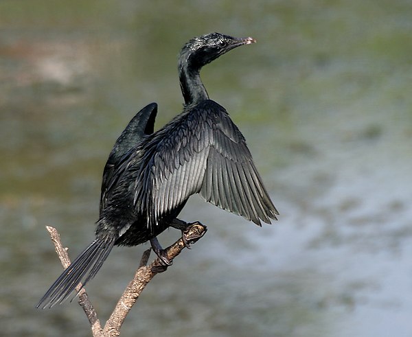 Little cormorant Microcarbo niger