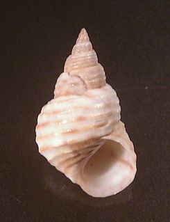 <i>Littoraria cingulata</i> species of mollusc