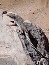 A lizard basks on a rock in the Devil's Garden.