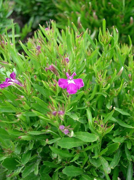 Lobelia erinus1