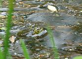 Čeština: Skokan zelený v přírodní zóně Lom Svatá Anna v Měšicích, což je část města Tábor, Jihočeský kraj. English: Pelophylax esculentus in the natural zone Lom Svatá Anna in the town of Tábor, South Bohemian Region, Czech Republic.