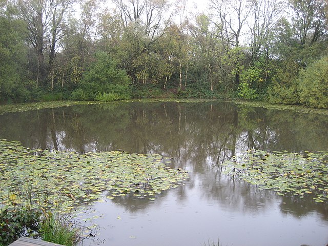 Spanbroekmolen crater in November 2009. It was created in 1917 by one of the mines in the Battle of Messines. It is also known as "Lone Tree Crater" o