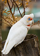 Um papagaio branco com uma crista e uma máscara vermelha