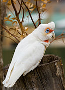 Long-billed Corella