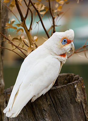 Cacatua tenuirostris (cat.)