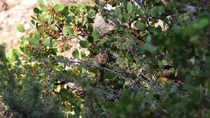 File: Long-eared chipmunk near Northstar California Resort, Sierra Nevada.webm