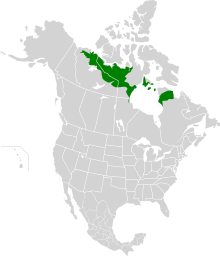 A map of low elevation arctic tundras. Eagle Plains sits outside of the region. Low Arctic tundra map.svg