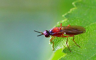 <i>Loxocera albiseta</i> Species of fly