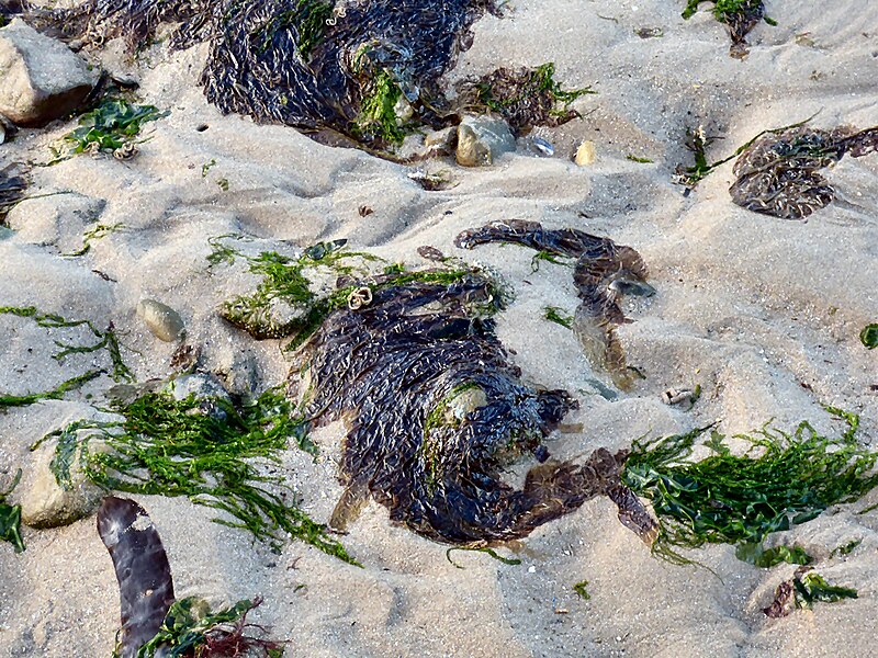 File:Lugworms, seaweed and jellyfish - geograph.org.uk - 4823846.jpg