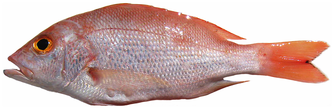 Lutjanus purpureus