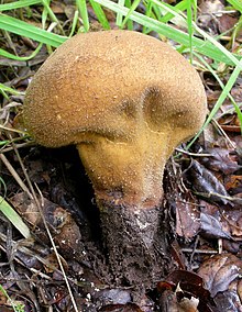 Lycoperdon molle 78033.jpg