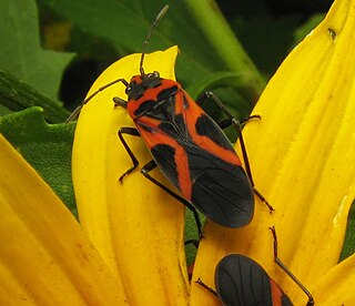 <i>Lygaeus turcicus</i> Species of true bug